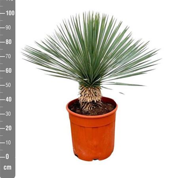 Растение в горшку Юкка Yucca Rostrata