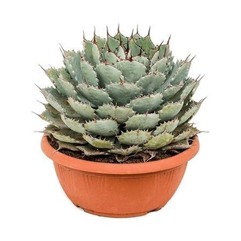 Рослина Agave Potatorum Kichiokan кімнатнатна