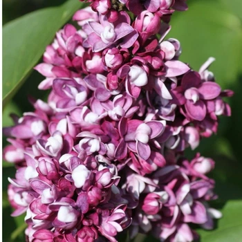 Сирень обыкновенная Этуаль де Мэй. (Syringa vulgaris Etoile de Mai) С4