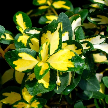 Бересклет Форчуна Санспот. (Euonymus fortunei Sunspot) P9