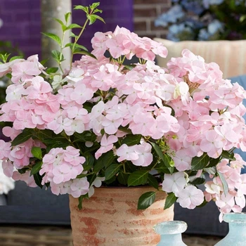 Гортензія ампельна Френч Болеро. (Hydrangea hybrid French Bolero) Р9
