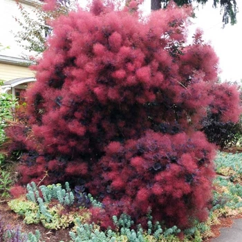 Скумпия кожевенная Роял Перпл. (Cotinus coggygria Royal Purple) С10