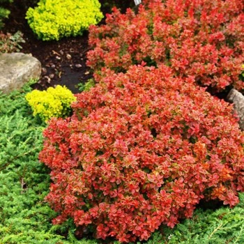 Барбарис тунберга Едмірейшн. (Berberis thunbergii Admiration) С3