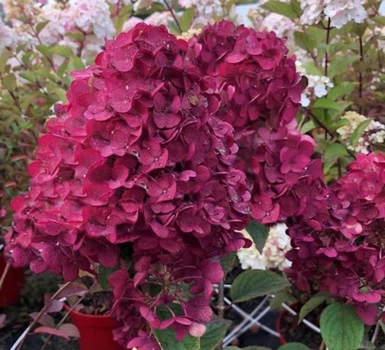 Гортензия метельчатая Ренсам/Самарская Лидия. (Hydrangea paniculata Rensam/Samarskya Lydia) С7,5