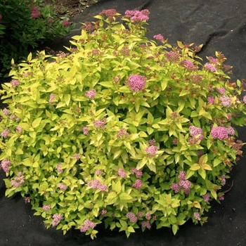 Спірея японська Голден Принцес. (Spiraea japonica Golden Princess) С2