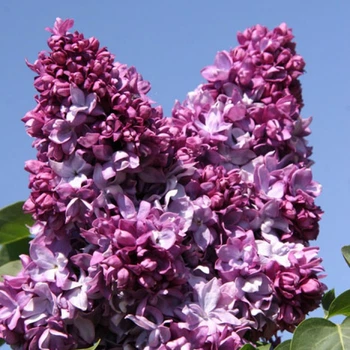 Сирень обыкновенная Президент Пуанкаре. (Syringa vulgaris President Poincare)
