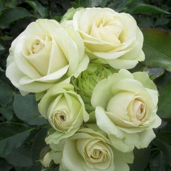 Роза «Лавли Грин» (Lovely Green). Флорибунда