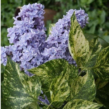 Бузок звичайний Аукубафолія. (Syringa vulgaris Aucubaefolia)