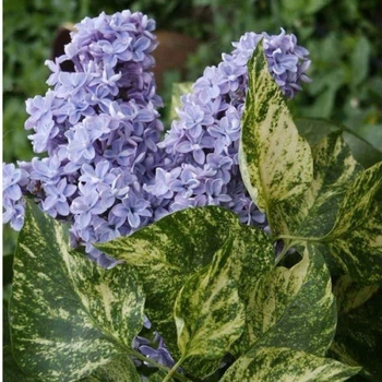 Бузок звичайний Аукубафолія. (Syringa vulgaris Aucubaefolia) ШТАМБ, вис 60-85см