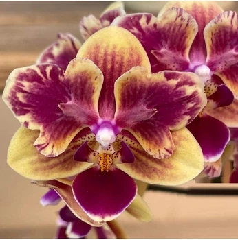 Орхидея (нецветущий подросток) TopDreams Phal 5061 NK261 Phal. Sogo Yellowtris метелик, квіти 5 см, 1.7 (мох)