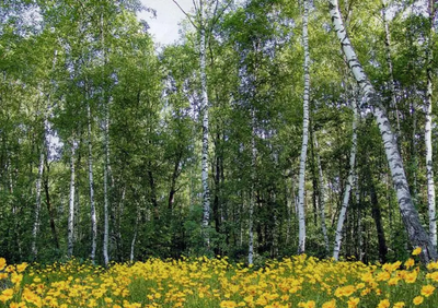 Фотошпалери на 8 листів Лісові красуні