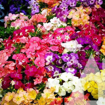 Семена Флокс Друммонди Яркая феерия смесь 0,2 г Садыба