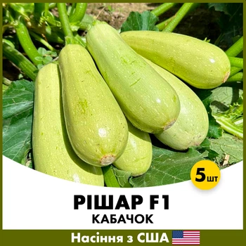 Кабачок Рішар F1, 5 шт, Насіння з США