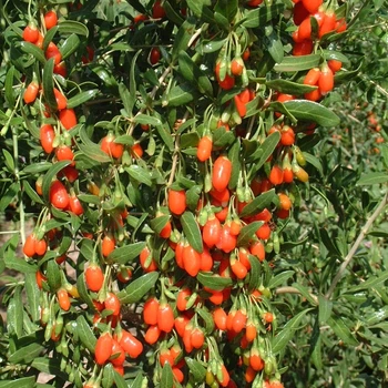 Семена Годжи (Lycium barbarum) 10 семян OGOROD