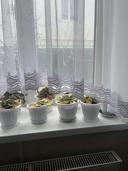 Тюль арка Грексетка з купоном 170Х500 біла