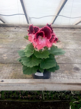Королівська пеларгонія Melva Cherry Rose, саджанець в 100-грамовому стаканчику