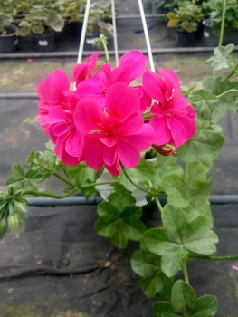 Плющелистная (ампельная) пеларгония Big 5 Neon Pink, подрощенное цветущее растение в горшке 400 мл