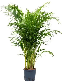 Пальма Dypsis lutescens