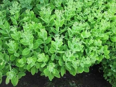 Очиток видный (Hylotelephium spectabile), очиток обыкновенный.