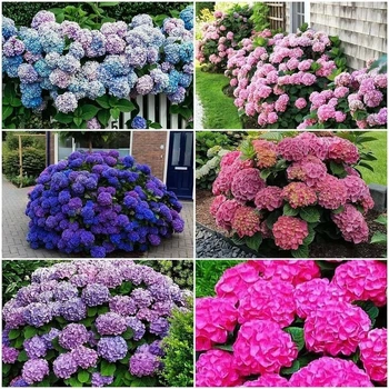 Семена гортензии крупнолистной Hydrangea macrophylla, микс цветов, 10 шт