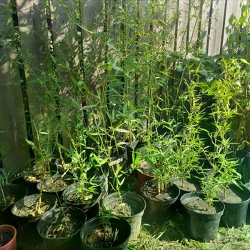 Саджанці бамбука Phyllostachys Bissettii 50 - 70см