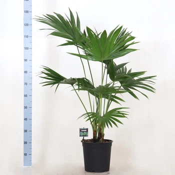 Ливистона Livistona rotundifolia 3 per Горшок (LR3P27130) - Supergreeny - арт. 00000008539