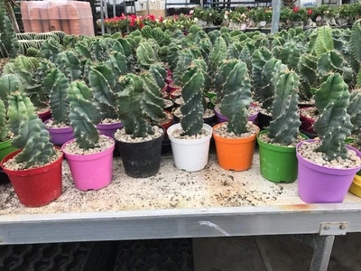 Це́реус Cereus Peruveanus Spiralis -575 - Supergreeny - арт. 00000005485