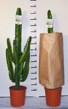 Эуфорбия Euprhorbia Erytrea Candelabrum Горшок 27 cm (Euph27 ) - Supergreeny - арт. 00000007545