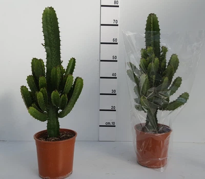Эуфорбия Euphorbia Acruensis Горшок 19 cm (eupacru19) - Supergreeny - арт. 00000007541