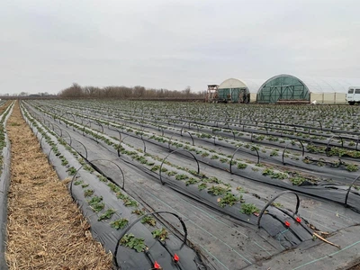 Дуги для парника ЕЛИТ КОМПОЗИТ из стеклопластика 6 мм 50м