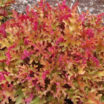 Гейхера Мармелад. (Heuchera Marmalade) C3
