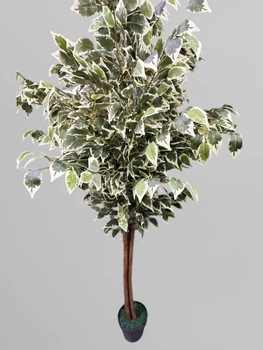 Декоративний фікус Бенджаміна, 200 см, біло-зелений, Д02011