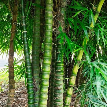 Бамбук живота Будды (Bambusa Ventricosa), семена 5 шт