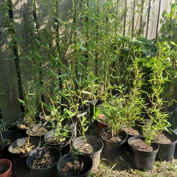Саджанці бамбука Phyllostachys Bissettii 30 - 45 см