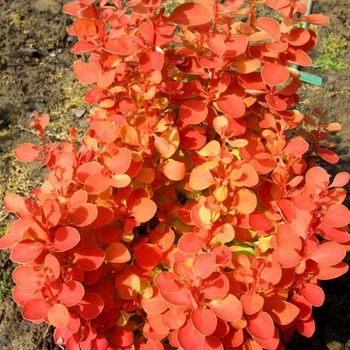 Барбарис тунберг Оранж Айс. (Barberis thunbergii Orange Ice) С3