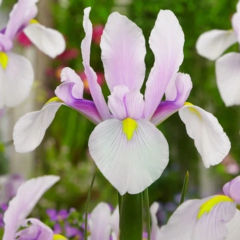 Ірис Hollandica Carmen (Кармен) цибулина Matla Flowers