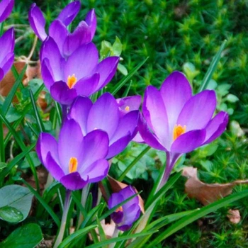 Крокус Ruby Giant цибулина Matla Flowers