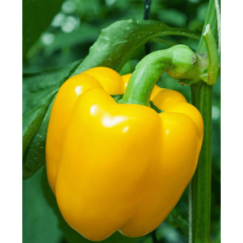 Перец Золотой юбилей 0,3 г, ТМ Вкусный