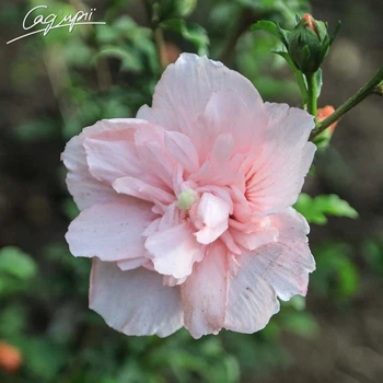 Гібіскус сирійський 'Pink Chiffon'® Контейнер 0,5л