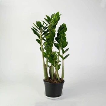 Zamio Zamiifolia Замиокулькас замиофолия14см горшок, 60см высота