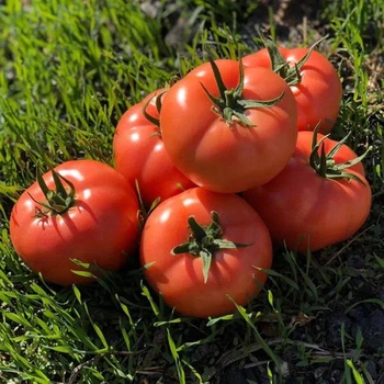 Томат Пинк Хит F1 Yuksel Seeds 5 шт