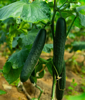 Огірок "Зозуля F1" ТМ "GL Seeds" 10 шт.