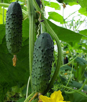 Огірок "Хрусткий сніданок F1" ТМ "GL Seeds" 0,5 г.