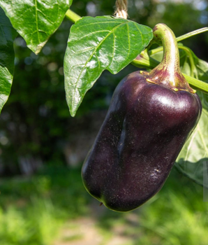Перець солодкий "Чорний куб" ТМ "GL Seeds" 0,15 г.