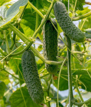 Огірок "Засолювальний-65" ТМ "GL Seeds" 1 г.