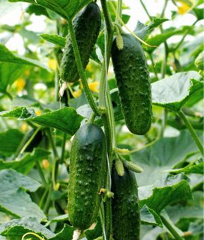 Огірок "Бджілка F1" ТМ "GL Seeds" 10 шт.