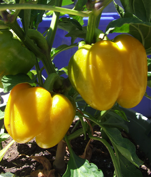 Перець солодкий "Зірка сходу жовта" ТМ "GL Seeds" 0,25 г.