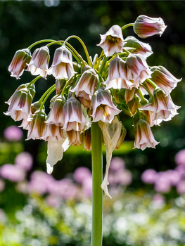 Алліум Bulgaricum (3 шт. в упаковці)