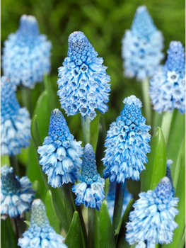 Мускарі Azureum (5 шт. в упаковці)