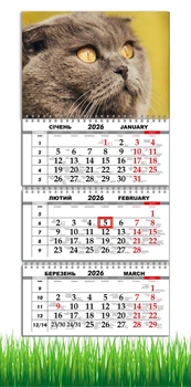 Календар настінний квартальний на 2026 рік на три пружини , Apriori , Кіт Британець ,Британський висловухий кіт ,Котик, Кіт , 29,7х61см